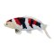 Mojo Carpa koi showa sanshoku