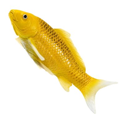 Mojo Carpa koi kin matsuba