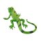 Mojo Iguana