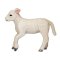 Mojo Romney Marsh Lamm laufend