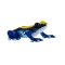 Mojo Dendrobates tinctorius