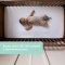 OWLET Owlet Smart Sock 3 und Owlet Cam Dusty Rose