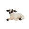 Mojo Hampshire Lamm liegend