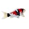 Mojo Carpa koi showa sanshoku