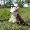 Rappa Plyschhund husky sittande med koppel 28 cm ECO-FRIENDLY