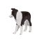 Mojo Border collie