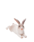 Mojo Nyúl fekvő