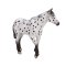 Mojo Appaloosa armăsar