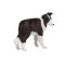 Mojo Border collie