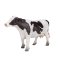 Mojo Holstein Ko