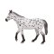 Mojo Appaloosa armăsar