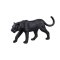Mojo Schwarzer Panther