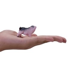 Mojo Wietnamska świnka zwisłobrzucha prosię