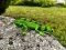 Mojo Iguana