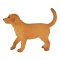 Mojo Szczeniak golden retriever