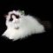 Rappa Plyschkatt ragdoll liggande 35 cm ECO-FRIENDLY