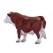 Taureau Hereford Mojo