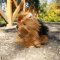 Rappa Plyschhund Yorkshireterrier sittande 23 cm ECO-FRIENDLY