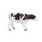 Mojo Holstein Kalv Stående