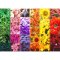 Brain Tree Puzzle Flower Tiles 1000 pieces