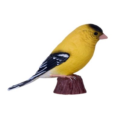 Mojo Stehlík americký v krabičke