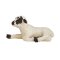 Mojo Hampshire Lamm liegend