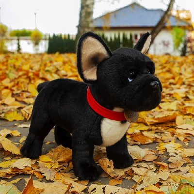 Rappa Buldog francez de pluș negru cu zgardă în picioare 30 cm ECO-FRIENDLY