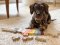 small foot Puzzle letras Dachshund