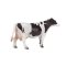 Mojo Holstein Ko