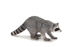 Mojo Procione
