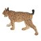 Mojo Luchs