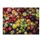 Galison Puzzle Apfelsorten 1000 Teile