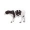 Mojo Holstein Kalv Stående