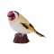 Mojo Goldfinch