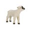 Mojo Hampshire Lamm stehend