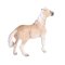 Mojo Brumby Mare