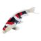 Mojo Carpa koi showa sanshoku
