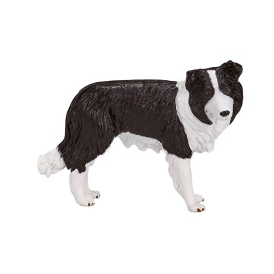 Mojo Border collie