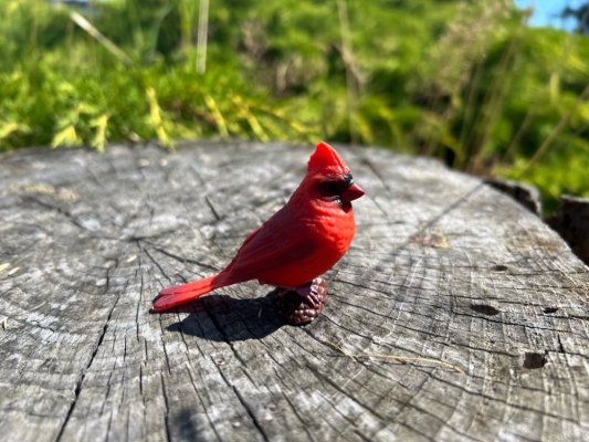 Mojo Cardeal Vermelho