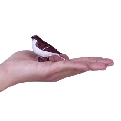 Mojo Vrabec domový v krabičke