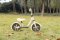 QPLAY Rowerek biegowy Trainer Yellow, wiek 2-4 lata