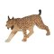 Mojo Luchs