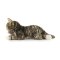 Rappa Gato noruego de peluche 38 cm ECO-FRIENDLY