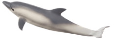 Mojo Delfin