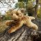 Rappa Chat en peluche couché 30 cm ECO-FRIENDLY