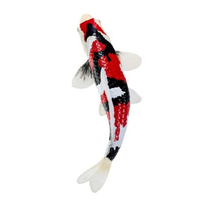 Mojo Carpa koi showa sanshoku
