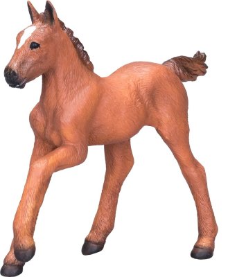 Mojo Puledro Arabo Sauro Chiaro