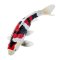 Mojo Carpa koi showa sanshoku