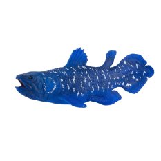 Mojo Coelacanthe