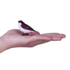 Mojo Vrabec domový v krabičke